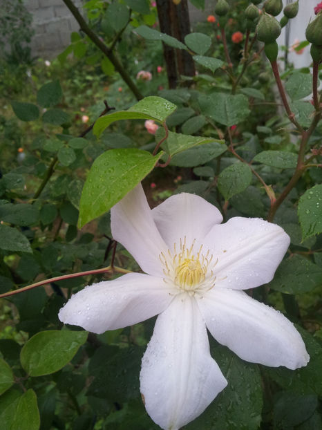  - Primavara - Vara 2017