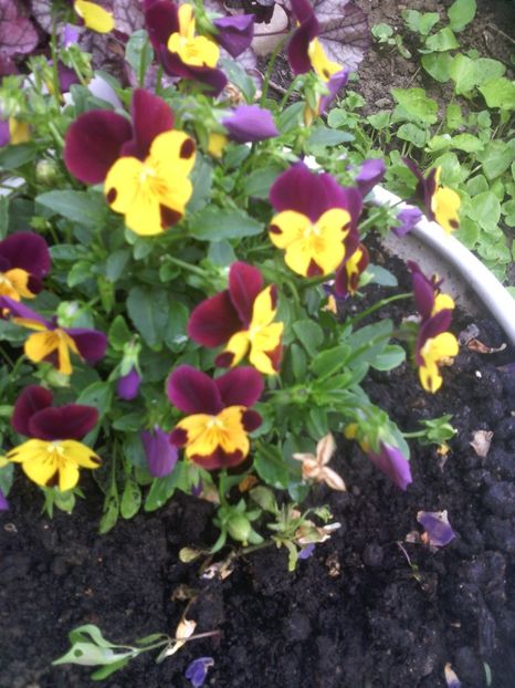  - 01-Flori din curtea mea 2017