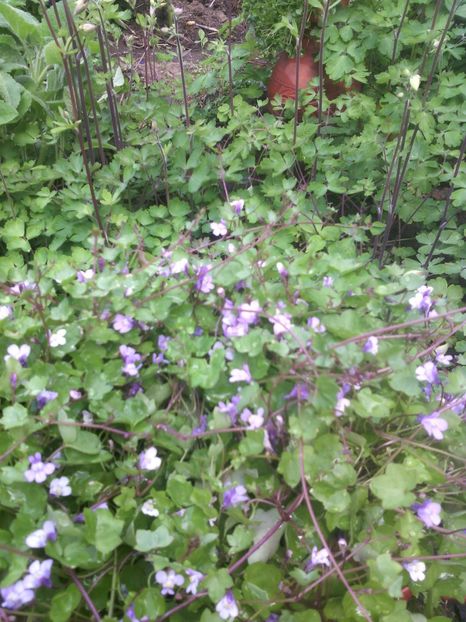 Cymbalaria - 01-Flori din curtea mea 2017