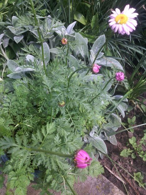 argyranthemum frutescens - 01-Flori din curtea mea 2017