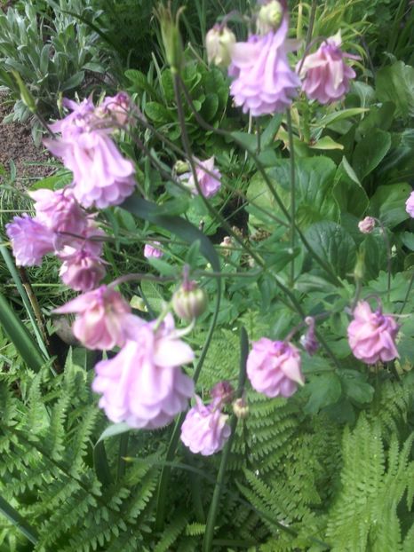 caldaruse - 01-Flori din curtea mea 2017