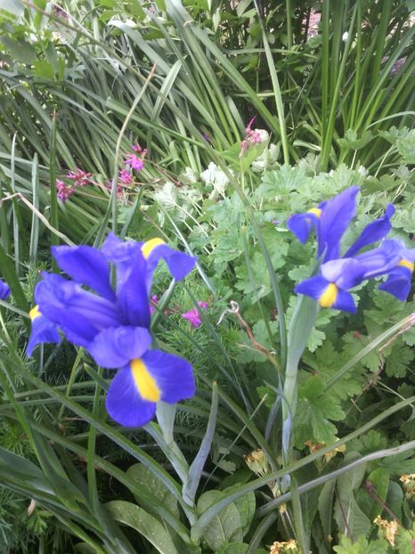 iris holandica - 01-Flori din curtea mea 2017