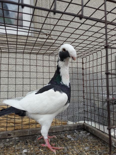 20170302_114114-1 - VOIAJORI GERMANI