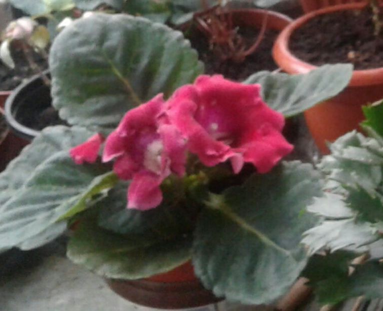 IMG-20170405-WA0022-1 - Gloxinia