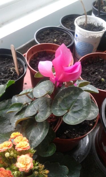 IMG-20170405-WA0007 - Cyclamen