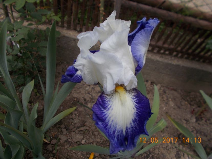 can't touch this - IRISI BARBATA ELATIOR SI INTERMEDIA  2017