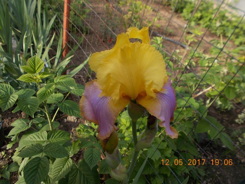 cosmopolitan - IRISI BARBATA ELATIOR SI INTERMEDIA  2017