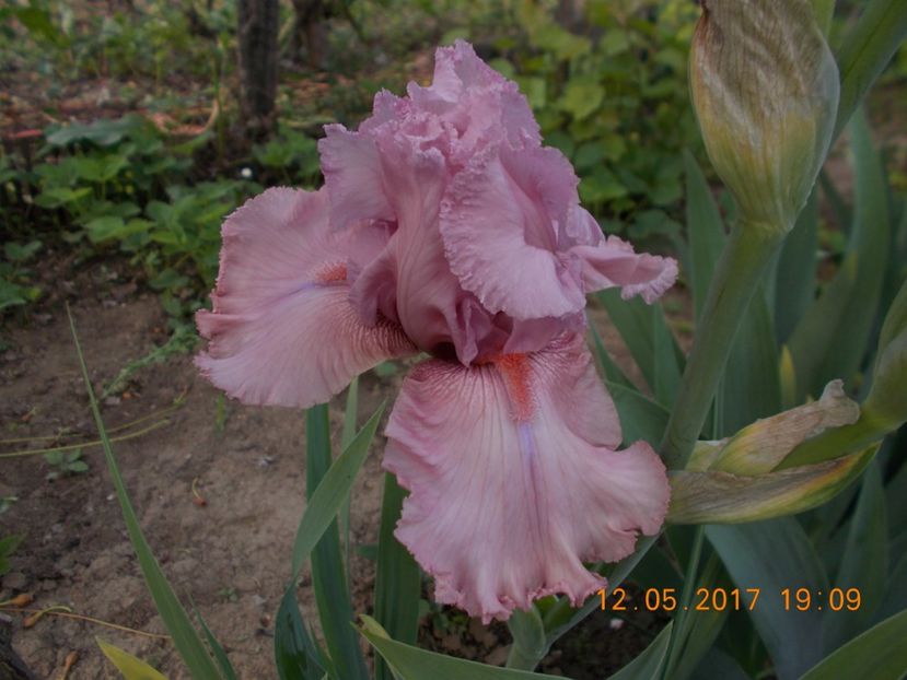 blushing pink - IRISI BARBATA ELATIOR SI INTERMEDIA  2017