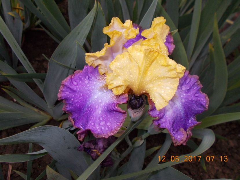 bold accent - IRISI BARBATA ELATIOR SI INTERMEDIA  2017