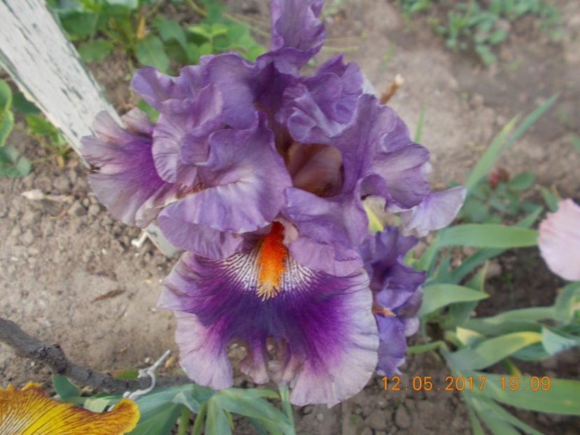 bery scary - IRISI BARBATA ELATIOR SI INTERMEDIA  2017