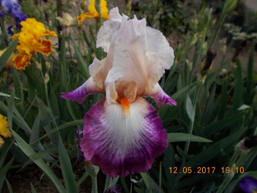 bold fashion - IRISI BARBATA ELATIOR SI INTERMEDIA  2017