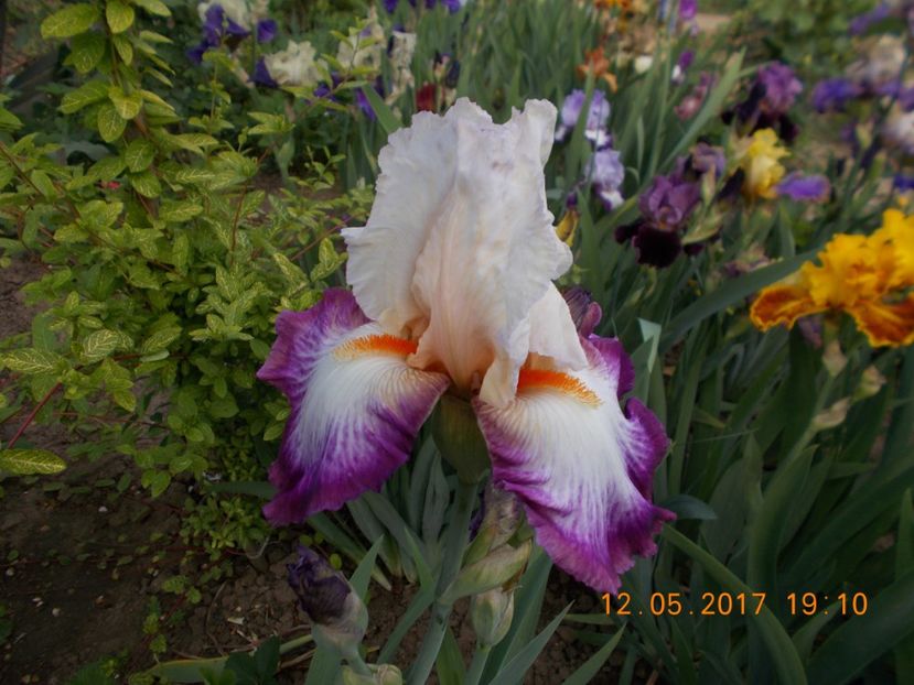 bold fashion - IRISI BARBATA ELATIOR SI INTERMEDIA  2017