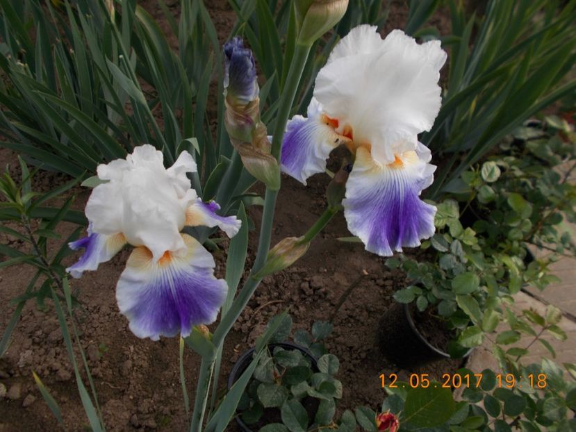 puccini - IRISI BARBATA ELATIOR SI INTERMEDIA  2017