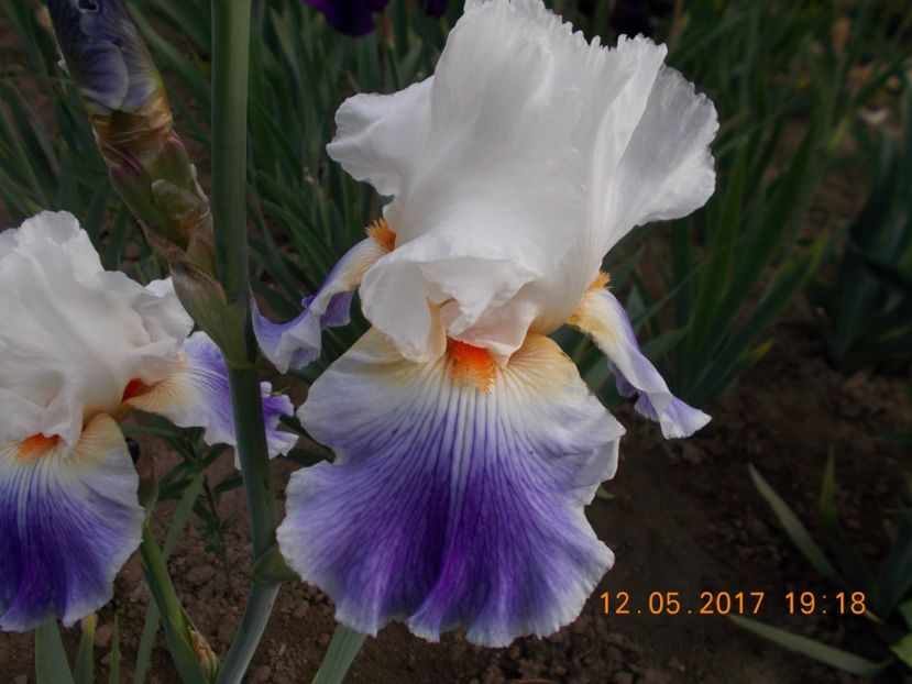 puccini - IRISI BARBATA ELATIOR SI INTERMEDIA  2017