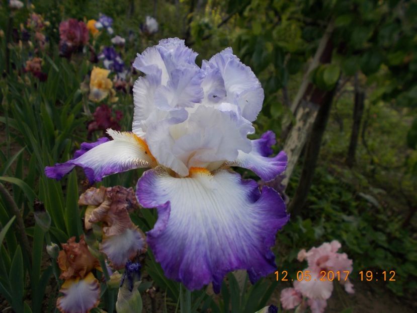 conjuration - IRISI BARBATA ELATIOR SI INTERMEDIA  2017