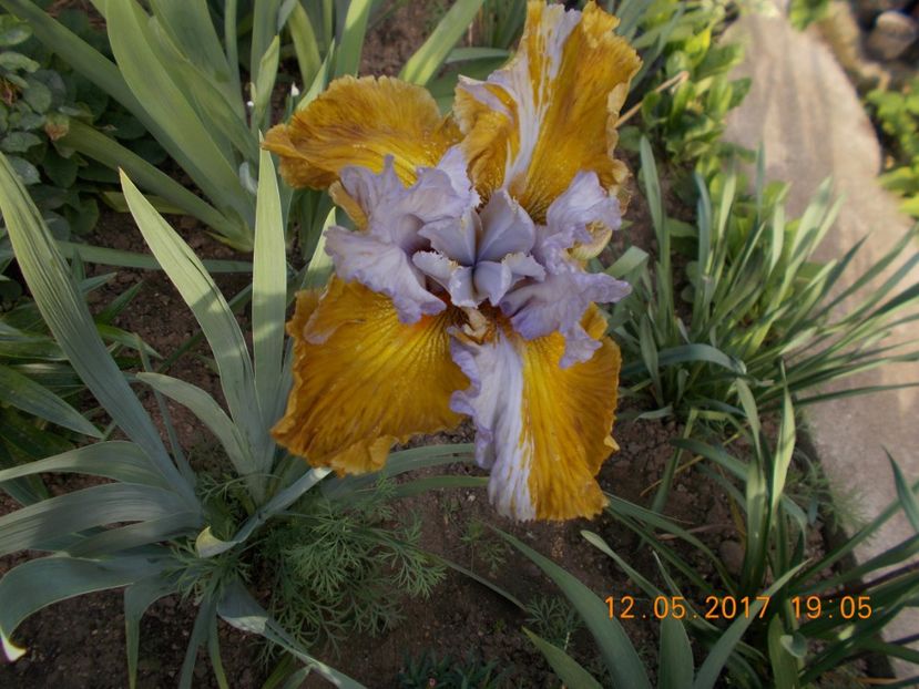 affaire pregatit pentru lupta cu vremea - IRISI BARBATA ELATIOR SI INTERMEDIA  2017