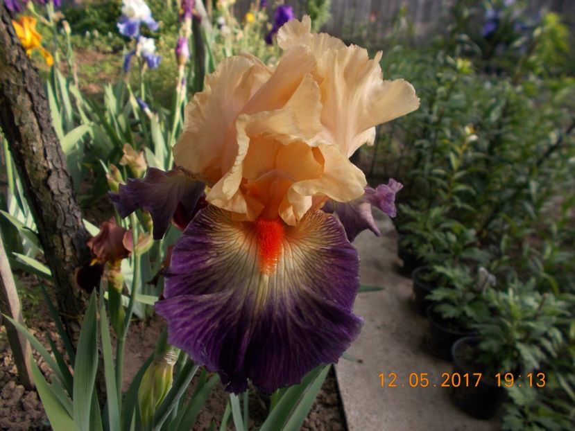 undercurrent - IRISI BARBATA ELATIOR SI INTERMEDIA  2017