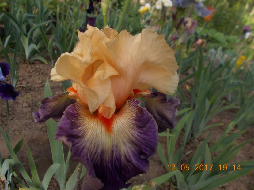 undercurrent - IRISI BARBATA ELATIOR SI INTERMEDIA  2017