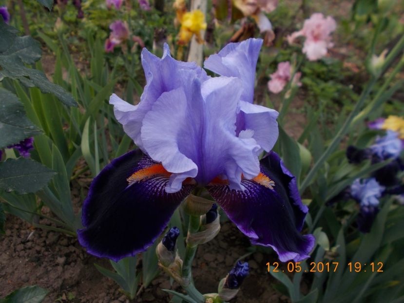 magic man - IRISI BARBATA ELATIOR SI INTERMEDIA  2017