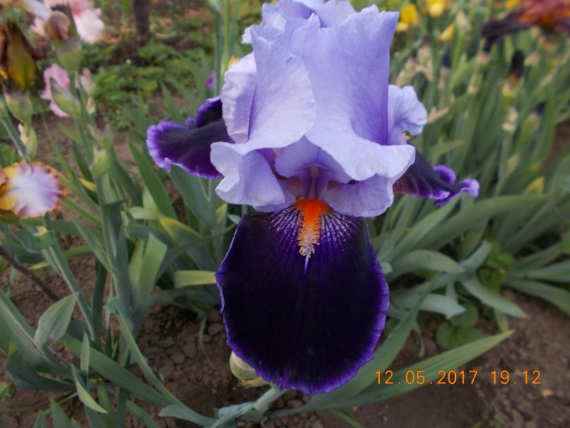 magic man - IRISI BARBATA ELATIOR SI INTERMEDIA  2017