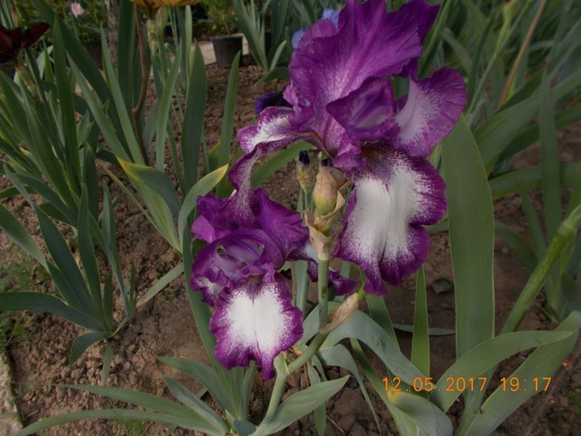 lavender sparkle - IRISI BARBATA ELATIOR SI INTERMEDIA  2017