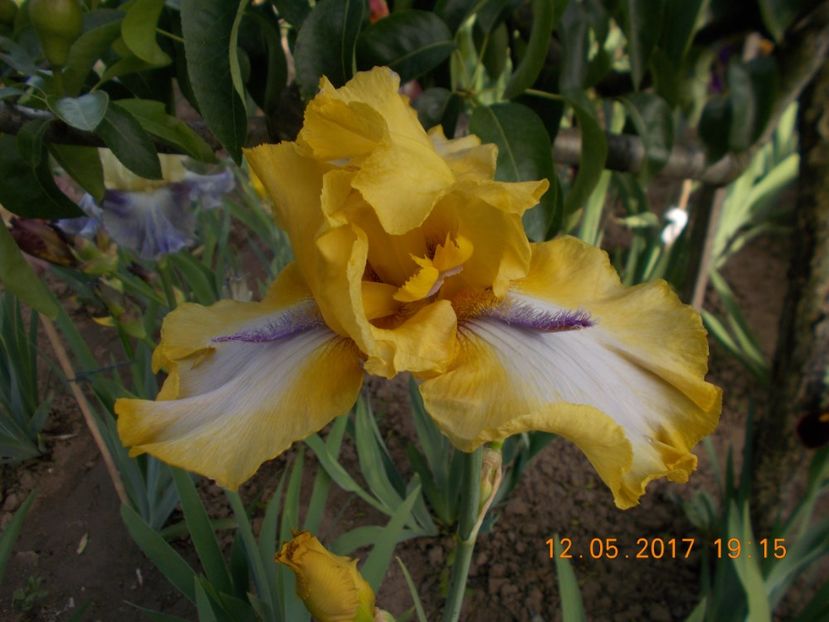 triple whammy - IRISI BARBATA ELATIOR SI INTERMEDIA  2017