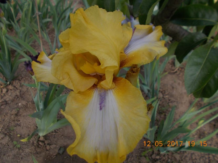 triple whammy - IRISI BARBATA ELATIOR SI INTERMEDIA  2017