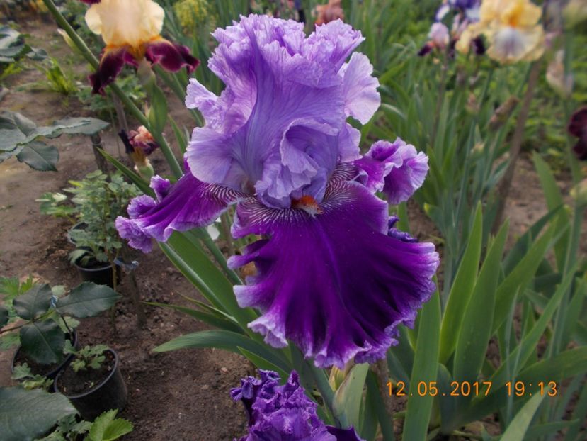 louisa's song - IRISI BARBATA ELATIOR SI INTERMEDIA  2017