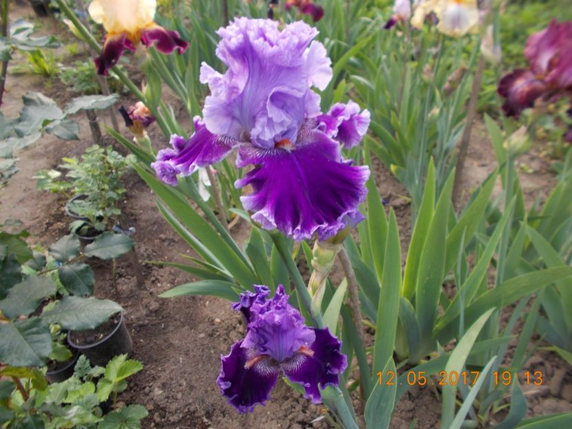 louisa's song - IRISI BARBATA ELATIOR SI INTERMEDIA  2017