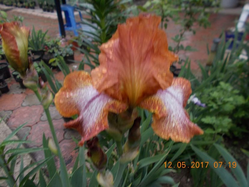 saucy sue - IRISI BARBATA ELATIOR SI INTERMEDIA  2017