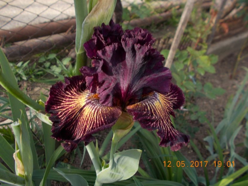 drama queen - IRISI BARBATA ELATIOR SI INTERMEDIA  2017