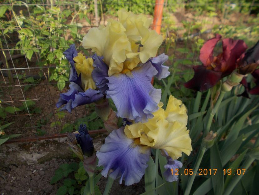 edith wolford - IRISI BARBATA ELATIOR SI INTERMEDIA  2017