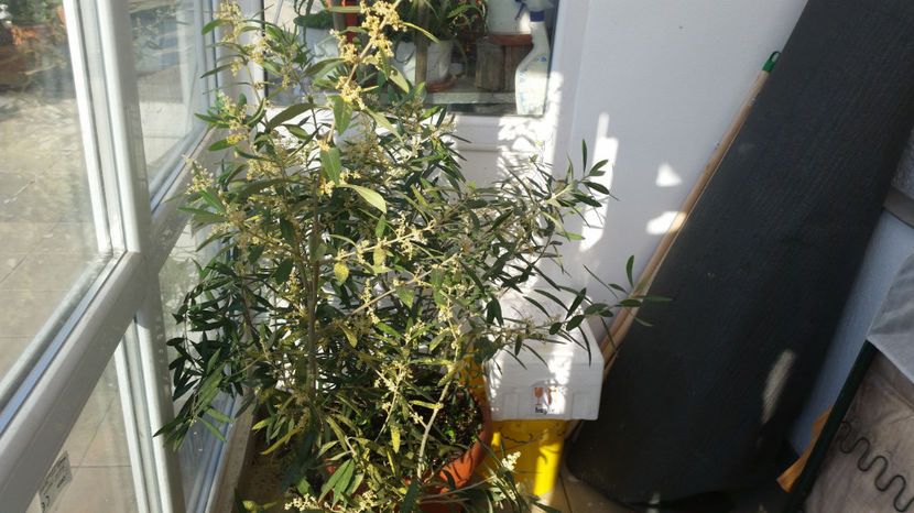 Maslin - Terasa mea 2016