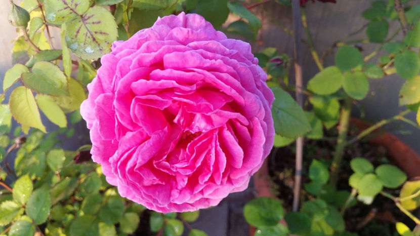 Trandafir de dulceata - Terasa mea 2016