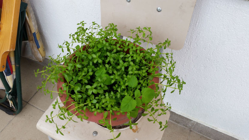 Brahmi - Terasa mea 2016