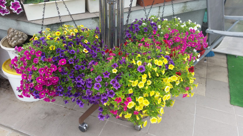 Petunii - Terasa mea 2016