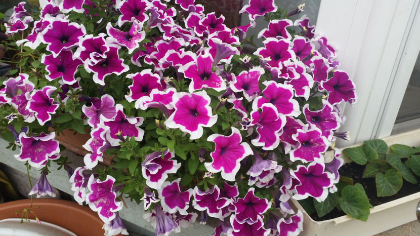 Petunii - Terasa mea 2016