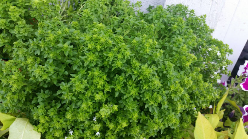 Busuioc alimentar - Terasa mea 2016