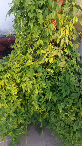 Jiaogulan - Terasa mea 2016