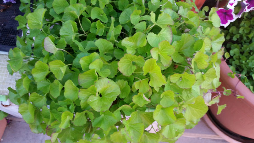 Gotu Kola - Terasa mea 2016