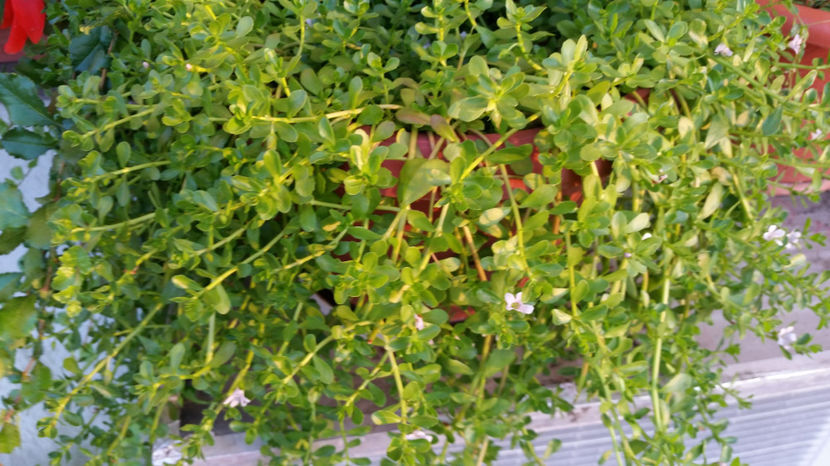 Brahmi - Terasa mea 2016