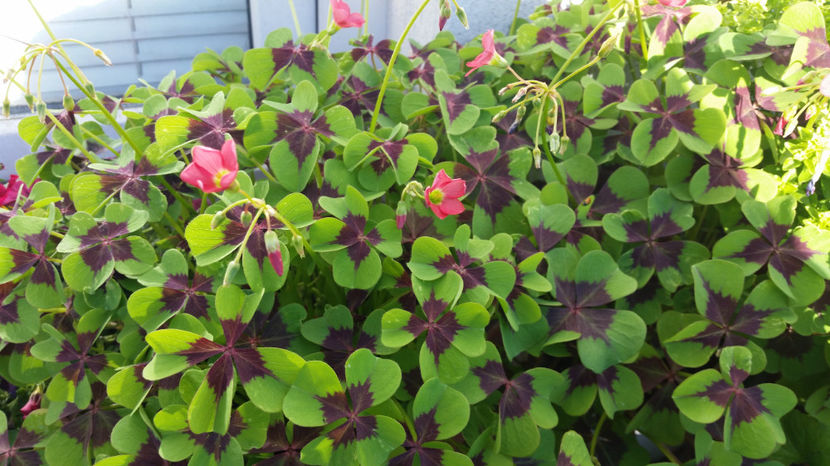 Trifoi cu 4 foi (Oxalis) - Terasa mea 2016