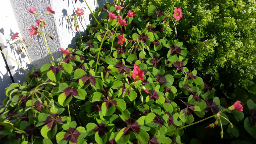 Oxalis - Terasa mea 2016