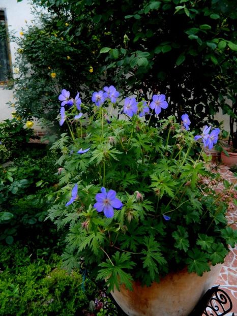 Geranium Rosanne - Mai