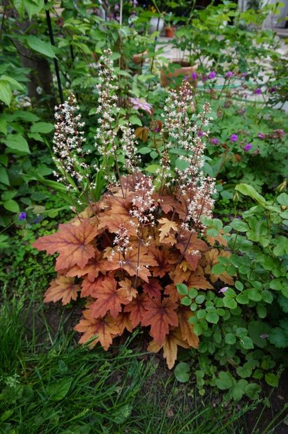 Sweet tea - Heuchera 2017