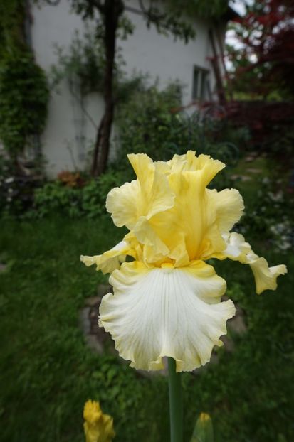 Sunshine and Snow - Irisi 2017