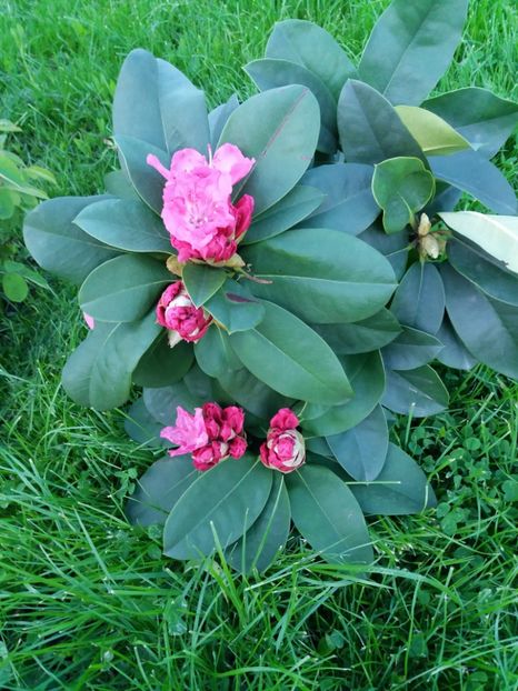  - RHODODENDRON