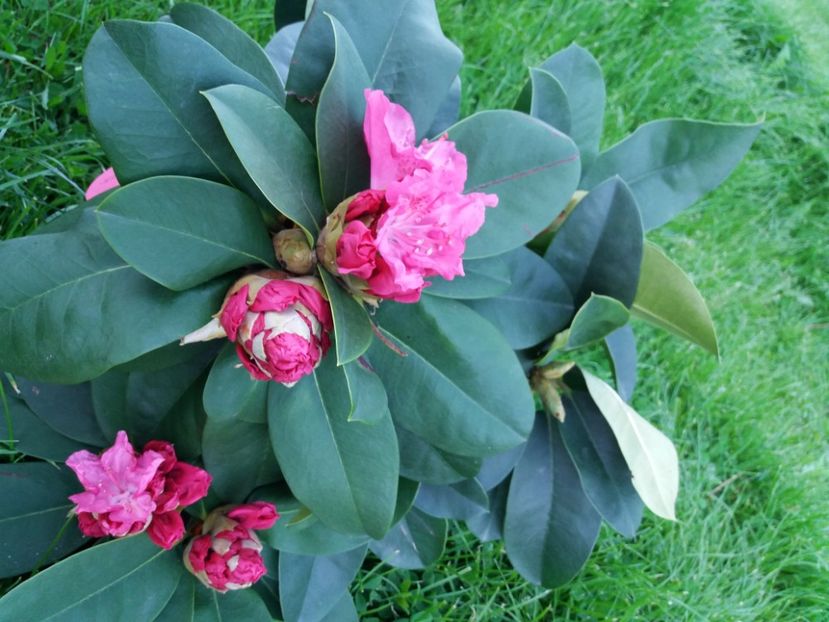  - RHODODENDRON