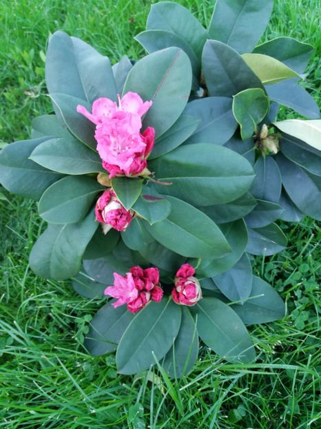  - RHODODENDRON