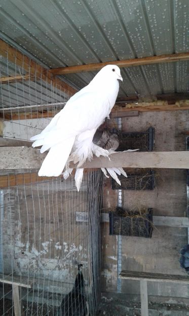  - 09 Gusati albi si cehi